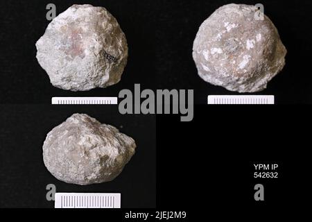 Megistocrinus regularis Wood, 1904. Banque D'Images