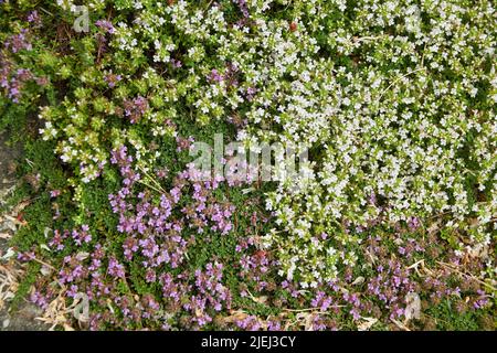 Mère de thym (Thymus praecox) poussant dans un jardin alpin d'été dans l'East Yorkshire, Angleterre, Royaume-Uni, GB. Banque D'Images