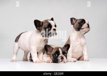 Trois adorables chiots de boudogue dorment sur un lit à carreaux blancs. Banque D'Images