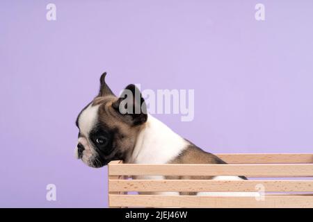 Le chiot bulldog français est placé dans une boîte en bois sur un fond violet. Banque D'Images