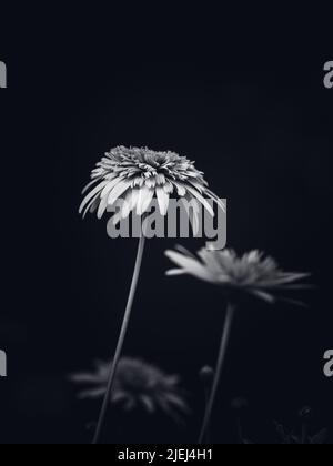 Aster chinois noir et blanc fleuri sur fond noir avec une mise au point sélective. Beaux-arts aux tons sombres et à l'arrière-plan flou Banque D'Images