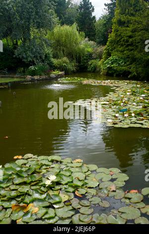 La collection nationale de nénuphars (Nymphaeaceae) aux jardins de Burnby Hall dans le Yorkshire de l'est, Angleterre, Royaume-Uni, GB. Banque D'Images