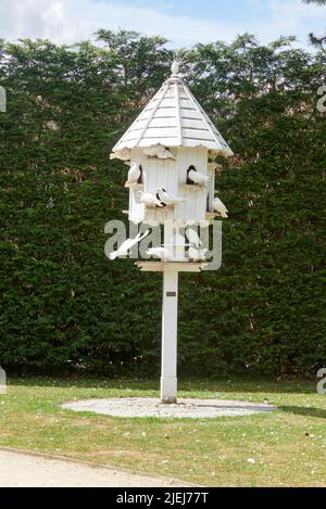 Un Dovecote avec des colombes blanches i( Zenaida asiatica ) n le jardin été dans East Yorkshire, Angleterre, Royaume-Uni, GB. Banque D'Images