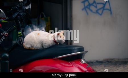 chat endormi sur le siège de moto Banque D'Images