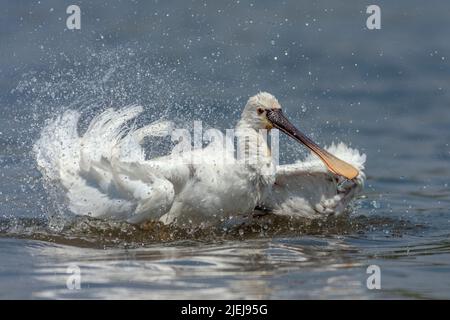 White spoonbill, Platalea leucorodia, baignade au lagon, Valence, Espagne Banque D'Images