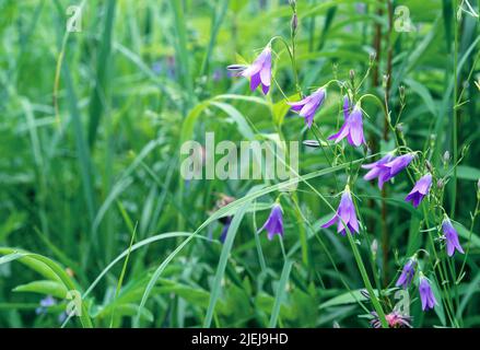 Les fleurs violettes (Campanula rapunculus) fleurissent dans le jardin d'été. Banque D'Images