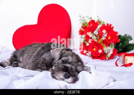 Un petit chiot schnauzer miniature barbu allongé sur un lit parmi des fleurs rouges, un coeur, un cadeau. Amour pour les animaux de compagnie. Animaux de compagnie préférés. Concept de la Saint-Valentin. PE Banque D'Images