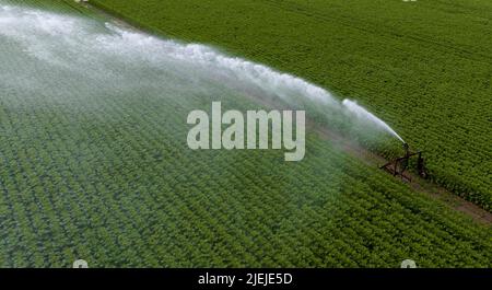 Ebstorf, Allemagne. 27th juin 2022. Un arroseur de champ est utilisé pour irriguer des tournesols dans un champ (tiré avec un drone). Credit: Philipp Schulze/dpa/Alamy Live News Banque D'Images