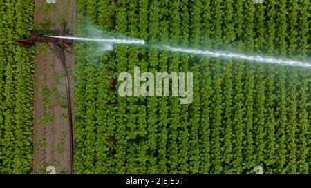 Ebstorf, Allemagne. 27th juin 2022. Un arroseur de champ est utilisé pour irriguer des tournesols dans un champ (tiré avec un drone). Credit: Philipp Schulze/dpa/Alamy Live News Banque D'Images