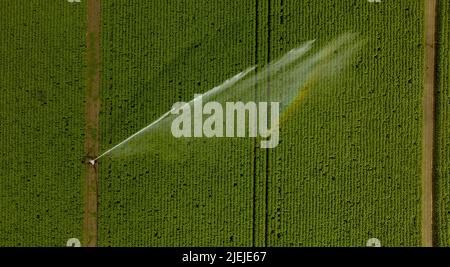 Ebstorf, Allemagne. 27th juin 2022. Un arroseur de champ est utilisé pour irriguer des tournesols dans un champ (tiré avec un drone). Credit: Philipp Schulze/dpa/Alamy Live News Banque D'Images