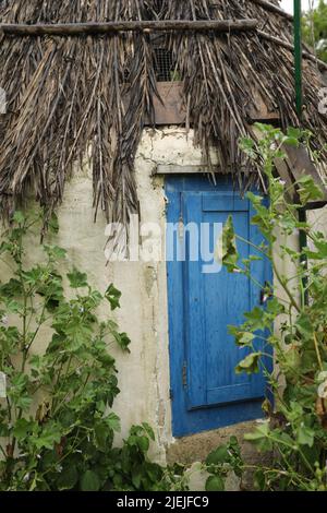 Cabane de jardin avec toit de foin, porte bleue et végétation poussant sur le mur Banque D'Images