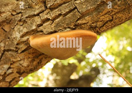 Champignons poussant sur un tronc d'arbre dans la forêt Banque D'Images