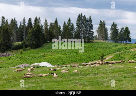 Troupeau de moutons moelleux affamés sur un pré de printemps vert à flanc de colline, sur fond de montagnes de Rhodope et de rochers avec forêt dense d'épinette à feuilles persistantes Banque D'Images