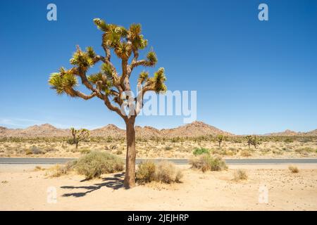 Parc national de Joshua Tree, Californie. Route traversant le parc. La photographie montre un seul Joshua Tree avec la toile de fond de beaucoup plus d'arbres, de sable et de collines Banque D'Images