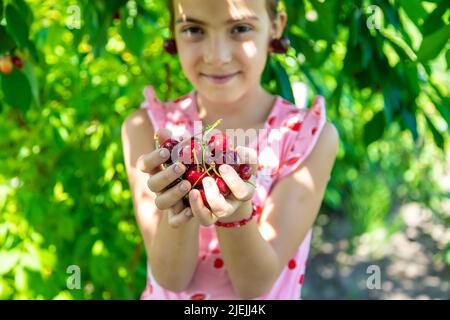 Un enfant récolte des cerises dans le jardin. Mise au point sélective. Banque D'Images