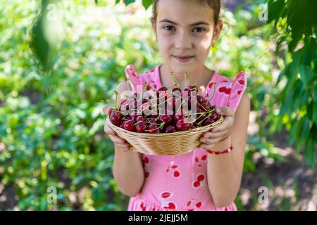 Un enfant récolte des cerises dans le jardin. Mise au point sélective. Banque D'Images