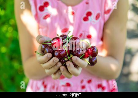 Un enfant récolte des cerises dans le jardin. Mise au point sélective. Banque D'Images