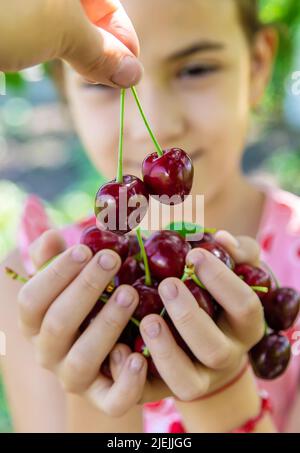 Un enfant récolte des cerises dans le jardin. Mise au point sélective. Banque D'Images