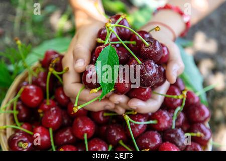 Un enfant récolte des cerises dans le jardin. Mise au point sélective. Banque D'Images