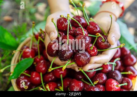 Un enfant récolte des cerises dans le jardin. Mise au point sélective. Banque D'Images