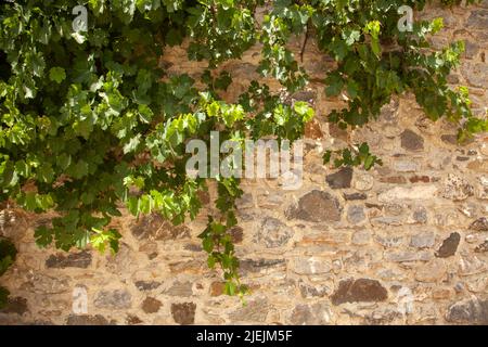 Vignes de raisin accrochées de grès. Les vignes sont en croissance. Banque D'Images