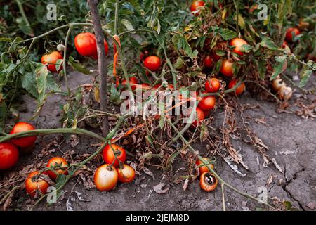 Agriculture plante de tomatoe séchée à la dépouille d'été Banque D'Images