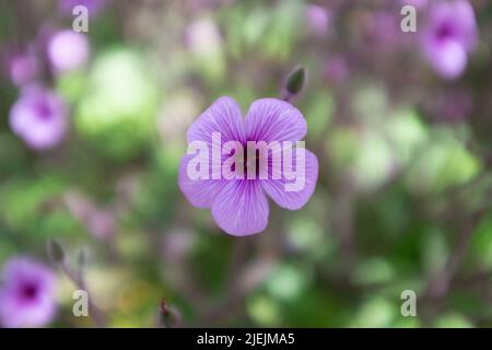 Le géranium Maderense, également connu sous le nom de géant Herb-Robert ou Madeira Cranesbill, est une plante à fleurs originaire de l'île portugaise de Madère. Banque D'Images