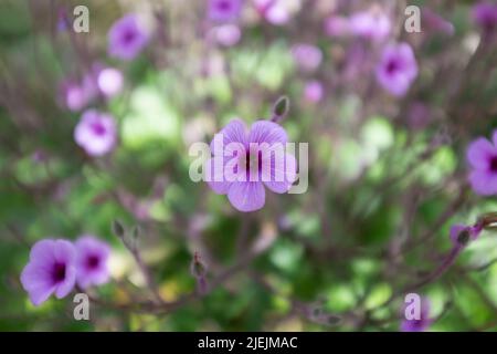 Le géranium Maderense, également connu sous le nom de géant Herb-Robert ou Madeira Cranesbill, est une plante à fleurs originaire de l'île portugaise de Madère. Banque D'Images