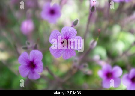 Le géranium Maderense, également connu sous le nom de géant Herb-Robert ou Madeira Cranesbill, est une plante à fleurs originaire de l'île portugaise de Madère. Banque D'Images