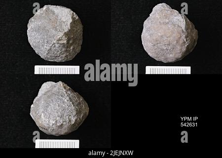 Megistocrinus regularis Wood, 1904. Banque D'Images