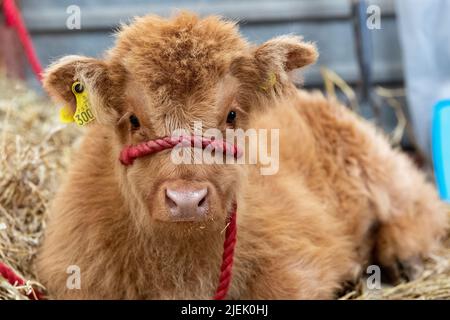 Le joli veau des Highlands s'est assis dans un stand lors d'un salon agricole, au Royaume-Uni. Banque D'Images