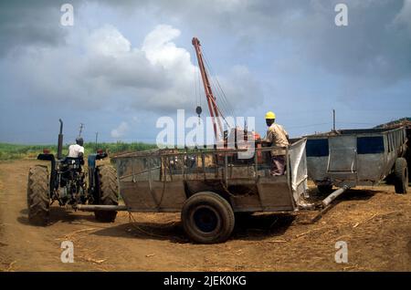 St-Kitts, personnes travaillant sur la canne à sucre pour la récolte de tracteurs Banque D'Images