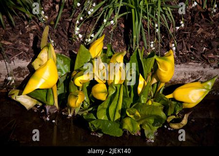 lysichiton americanus wisley surrey angleterre Banque D'Images