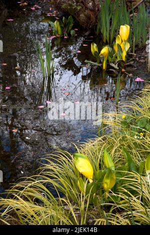 lysichiton americanus wisley surrey angleterre Banque D'Images