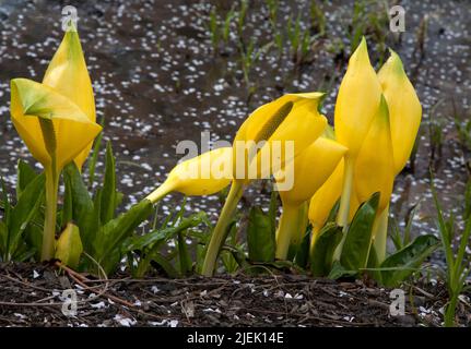 lysichiton americanus wisley surrey angleterre Banque D'Images