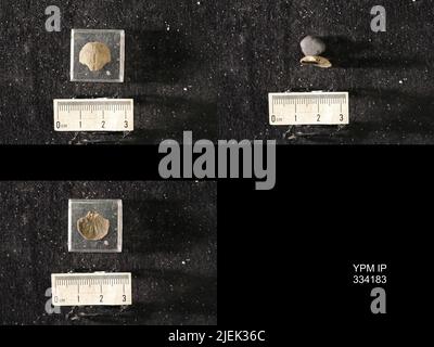Rafinesquina deltoidea (Conrad, 1839). Banque D'Images