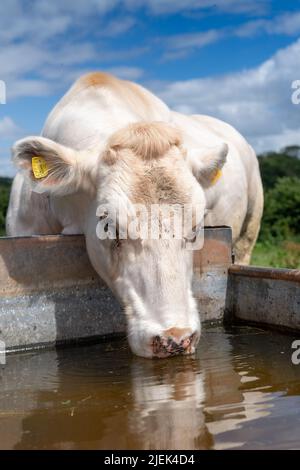 Bovins de boucherie boire de l'eau à partir d'une cuvette d'eau en été. Somerset, Royaume-Uni. Banque D'Images