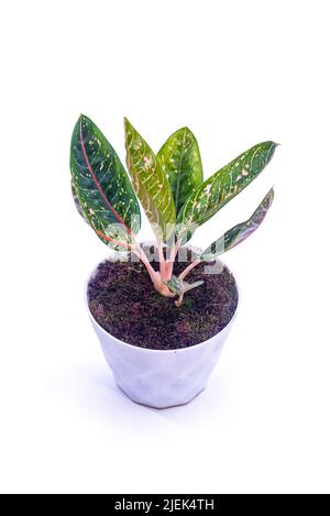 Aglonema donacarmen dans un pot isolé sur fond blanc avec un chemin d'écrêtage inclus. Les feuilles sont dominées par une couleur rouge vif et verte, peut être Banque D'Images