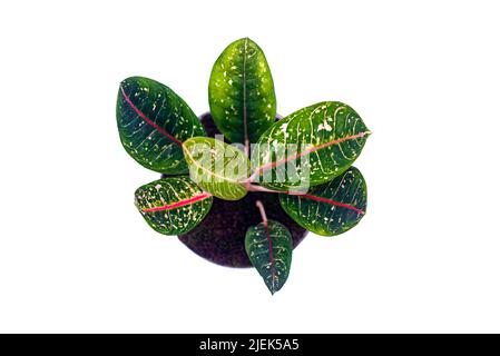 Aglonema donacarmen dans le pot et vu du dessus isolé sur fond blanc avec le chemin d'écrêtage inclus. Les feuilles sont dominées par un rouge vif et Banque D'Images