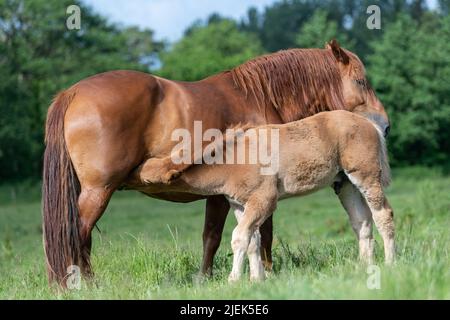 Le Suffolk Punch est un cheval de chasse, aujourd'hui rare, avec son poulain. Somerset, Royaume-Uni. Banque D'Images