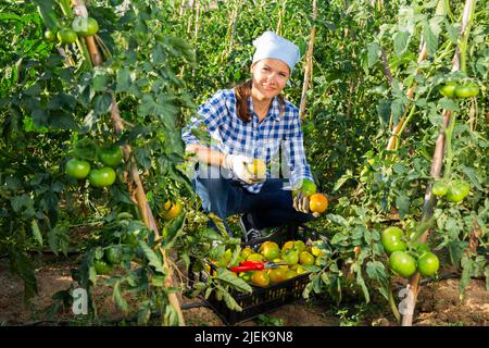 Le propriétaire heureux de la ferme cueille des tomates mûres sur le terrain Banque D'Images