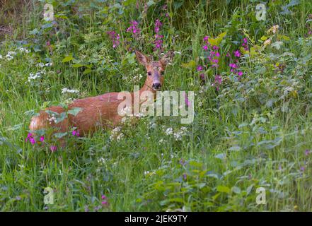 Un cerf de Virginie (Capranolus capranolus) se nourrit en juillet dans un champ de fleurs du sud-ouest de la Norvège. Banque D'Images