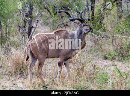 Le grand kudu mâle (Tragelaphus strepsiceros) se nourrissant dans le PN de Kruger, en Afrique du Sud. Banque D'Images