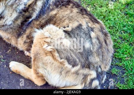 Un grand chien pendant la saison de mue couché sur l'herbe. Gros plan. Banque D'Images