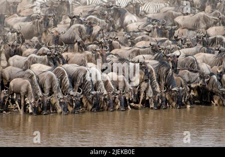 Gnous la queue pour prendre un verre au bord de la rivière Mara, Kenya en juillet 2013. Quelques minutes après qu'ils tous les croassed la rivière. Banque D'Images