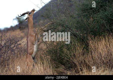 Un grand gerenuk mâle se nourrissant de buissons dans la réserve nationale de Samburu, au Kenya. Banque D'Images