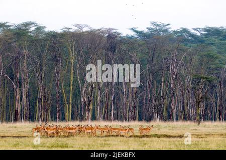 Grand troupeau d'Impala antilopes (Aepyceros melampus) devant la forêt d'arbres de fièvre (Acasia xanthophloea) au lac Nakuru, Kenya. Banque D'Images