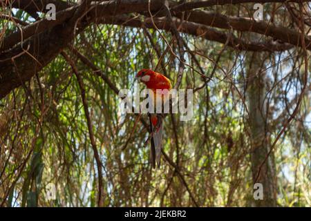 Oiseau debout sur branche avec mélange exotique de couleur rouge bleu jaune parmi le feuillage Banque D'Images