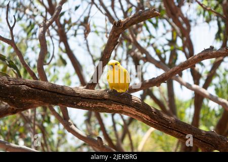 Oiseau australien Parakeet nom scientifique Melopsittacus undulatus au sommet d'une branche regardant le corps jaune de la caméra Banque D'Images