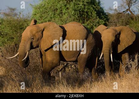 Éléphants d'Afrique (Loxodonta africana) au crépuscule à Samburu NP, Kenya. Banque D'Images